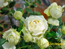 Lemon Rokoko (Лемон Рококо) (Мультифлора)